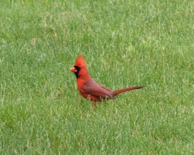 Cardinale settentrionale                     